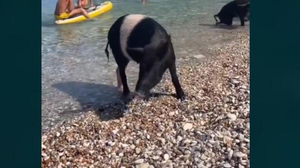 Тези дни в социалните мрежи се разпространяват клипове заснети в