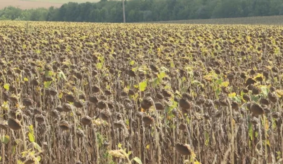 В Добруджа приключи жътвата на пшеница и ечемик Заради високите