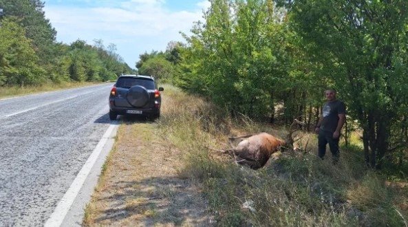 Благороден елен е прегазен край Ловеч съобщиха от Държавното горско