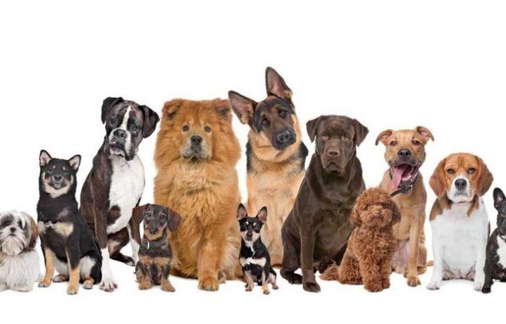 Днес се отбелязва световният ден на кучетата От герои до