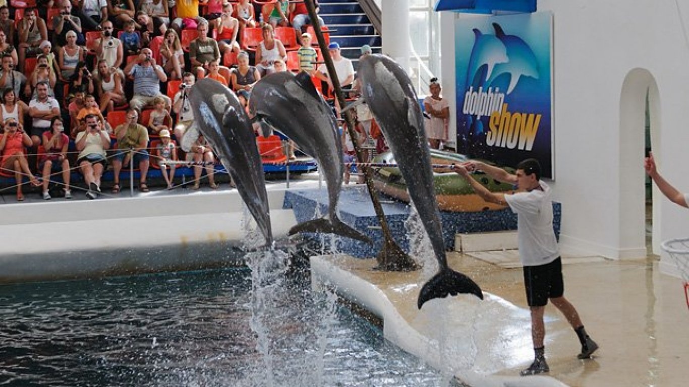Делфинариум Варна подарява безплатен билет на децата за първия учебен