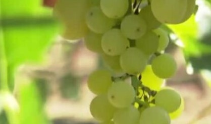 Трудна година за гроздопроизводителите заради продължителната суша и горещото лято