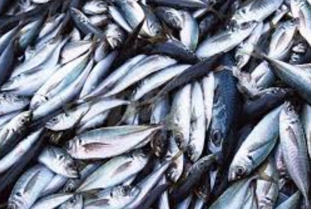 Уловът на риба се увеличава и цените се очаква да