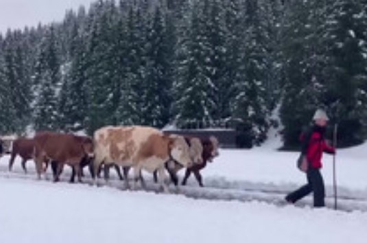 В Тирол започнаха да свалят кравите от планината Неочаквано ранен