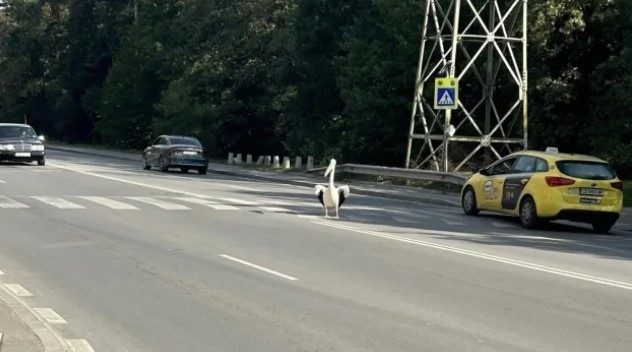 Пеликан пресичащ по пешеходна пътека на бул Симеоновско шосе изненада