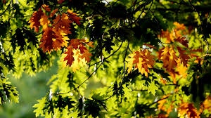 В сутрешните часове на места видимостта ще бъде намалена но