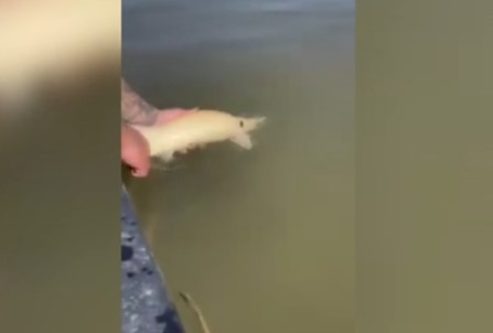 В района на гребна база Свищов по река Дунав при