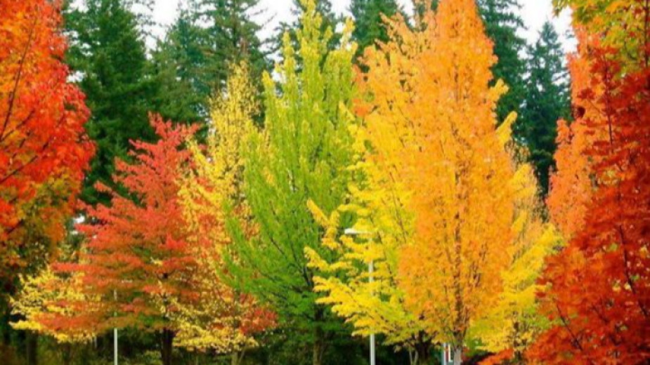 Днес отново ще бъде слънчево предаде БНТ Повече облаци ще