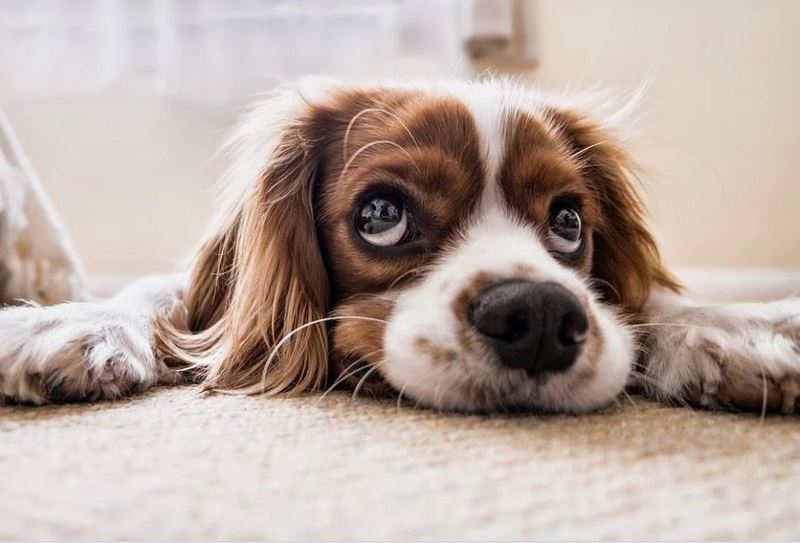 Когато става въпрос за избиране на име за домашен любимец