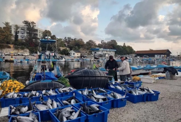 Променливото у нас време периодично гони паламуда към турския бряг