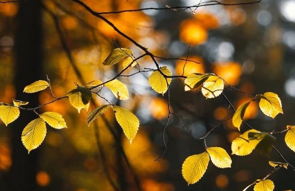 Днес ще се задържи слънчево Ще духа слаб вятър от