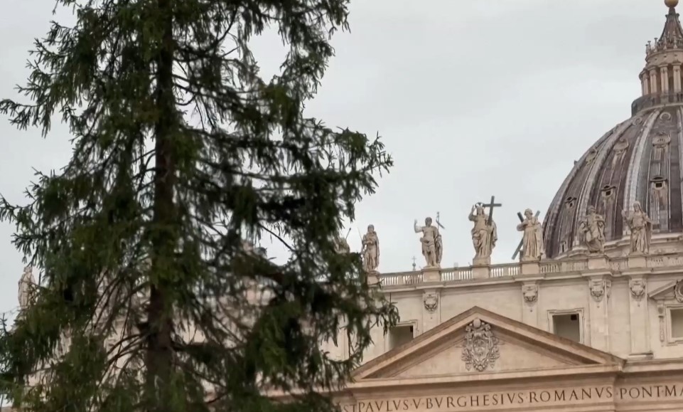 29 метров червен смърч от алпийския регион Ледро Северна Италия беше