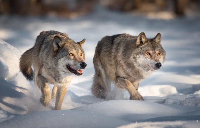 Вълците в Европа ще бъдат по слабо защитени от лов от