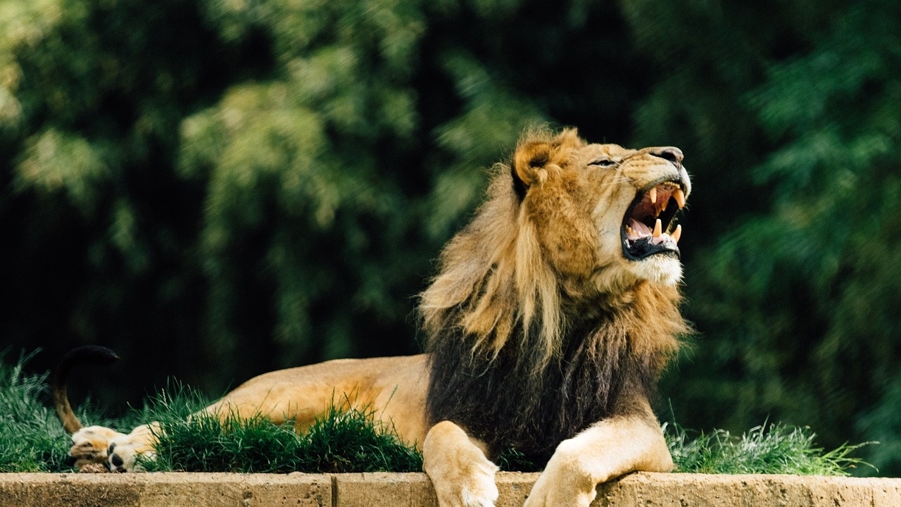 Сирийски бунтовник е екзекутирал публично старши сирийски войник който хранел