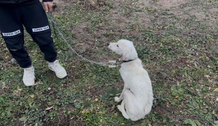 Открито е кучето на 13 годишния Николай от старозагорското село Конаре