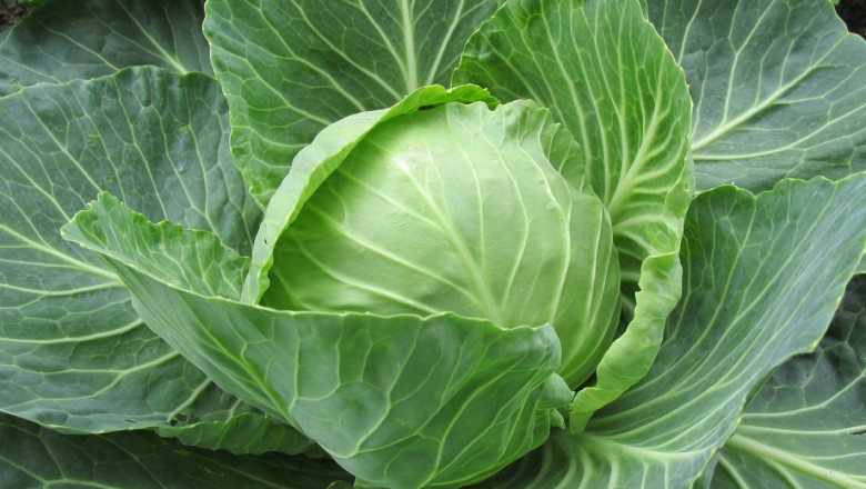 Тази Коледа беше малко по скъпа от миналата Потребителската кошница е