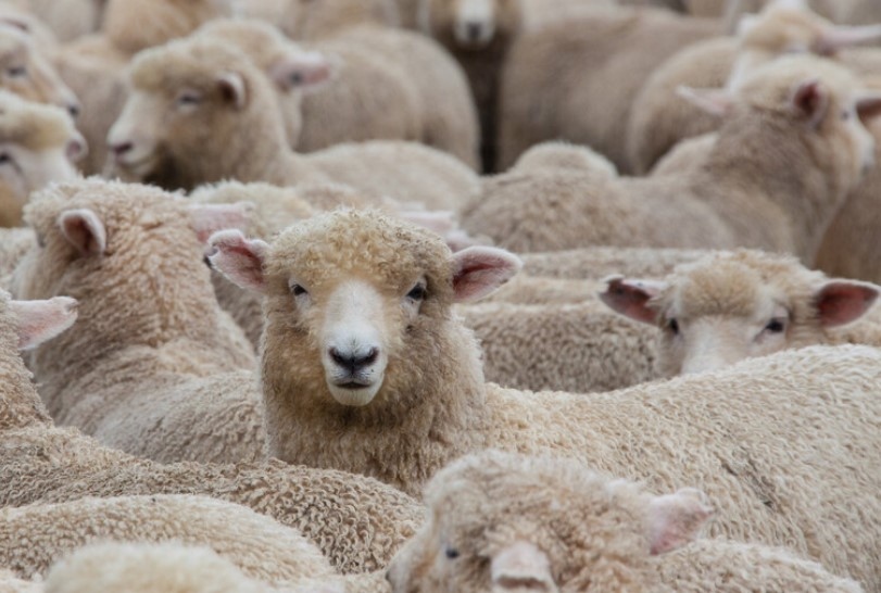 Изпълнителният директор на Българската агенция по безопасност на храните д р