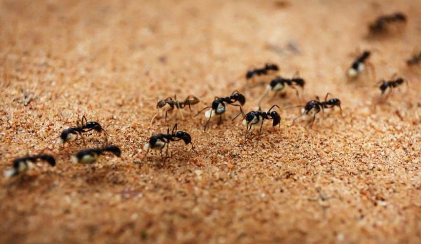 Експерти от италианския Университет в Тренто откриха закономерности в поведението