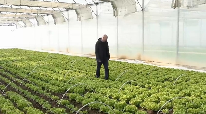 България отчита тази зима драстичен спад в производството на оранжерийни