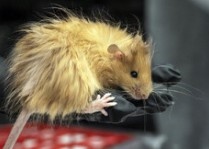 Учени от биотехнологичната компания Colossal Biosciences постигнаха пореден успех в