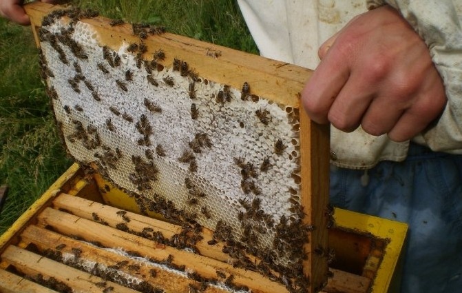До 70 достига зимната смъртност при пчелите у нас За