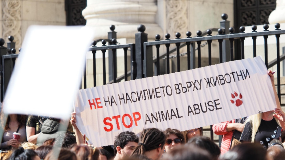 Протестите срещу насилието над животни продължават и днес Вчера в