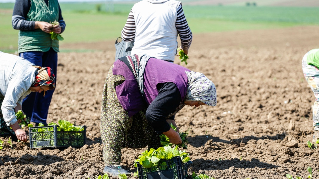 Тютюнопроизводителите настояват да се удължи с един месец срокът за