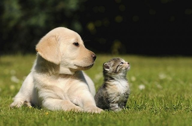 Граждански организации предлагат да бъде създаден Обществен консултативен съвет за