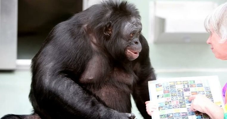 Шимпанзето Канзи което говореше английски и бе смятано за едно