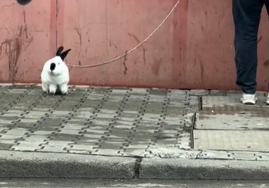 Необичайна гледка по софийските улици привлече вниманието на хиляди интернет