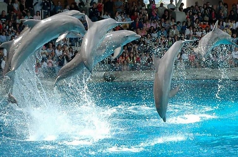 Делфинариум Варна подарява безплатен билет на децата до 12 години
