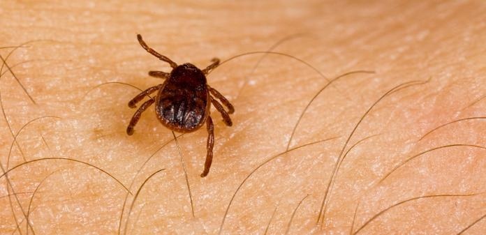 Трябва да се изкоси да се изчака период без валежи