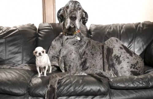 Най високото и най ниското куче в света се срещнаха по рано този