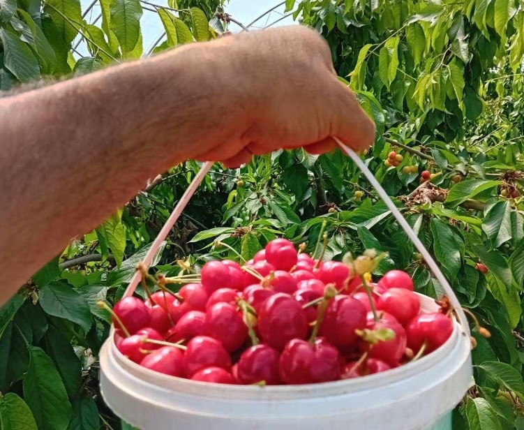 Узряха оранжерийните череши в сливенското село Самуилово Това каза Коста