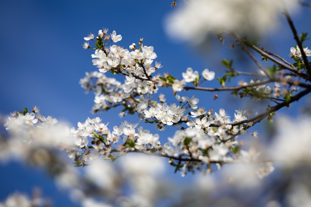 Минималните температури ще са между 5° и 10° в София