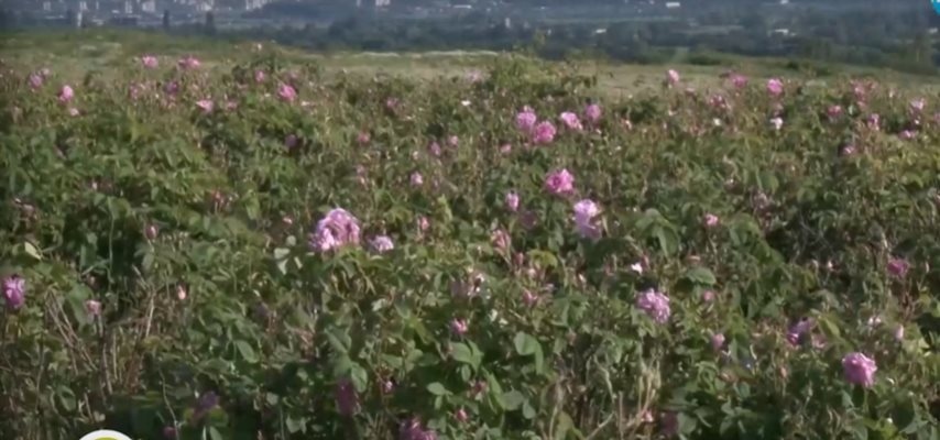 Независими екипи от учени от СУ САЩ БАН и института