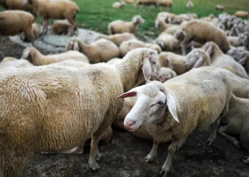 Огнище на шарка е регистрирано в стопанство с 13 овце