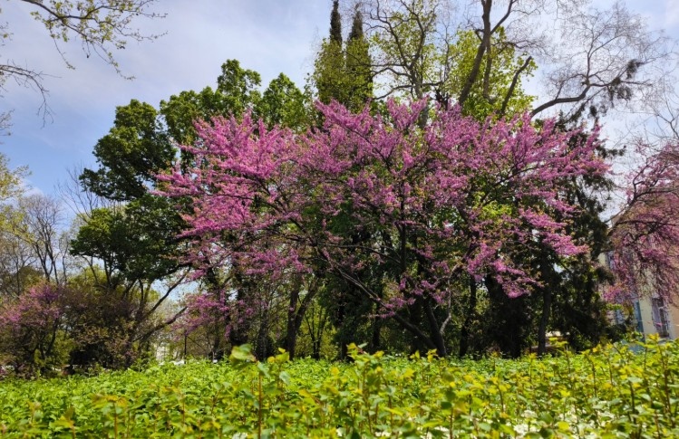 Днес преди обяд над Северна България ще има мъгла или