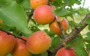 През последните години климатичните промени оказват все по сериозно влияние върху