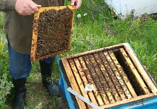 Висока смъртност сред пчелите в Ямболско На места загубите за