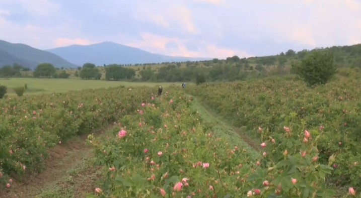 В Казанлък започна кампанията по прибирането на розовия цвят Брането