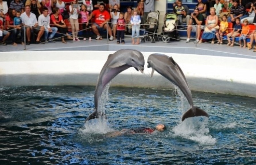 Делфинариумът във Варна организира четири безплатни представления за децата