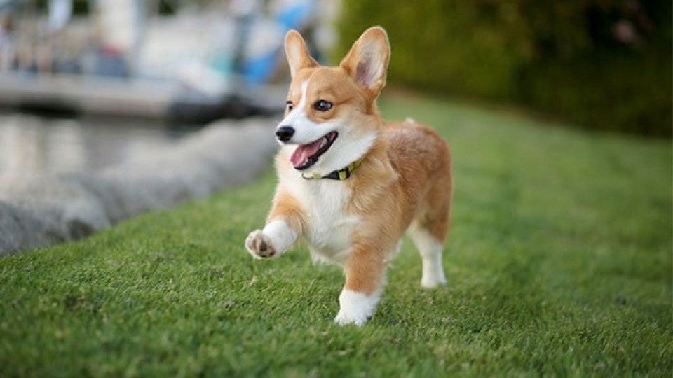 Все по често младите хора в западния свят заменят родителството с