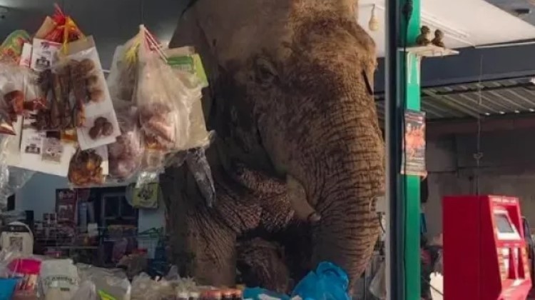 Слон влезе в супермаркет в Тайланд 23 годишното животно се вмъкнало
