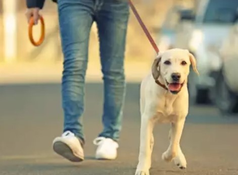 Започват ежедневни проверки във всички райони в Столична община на стопаните