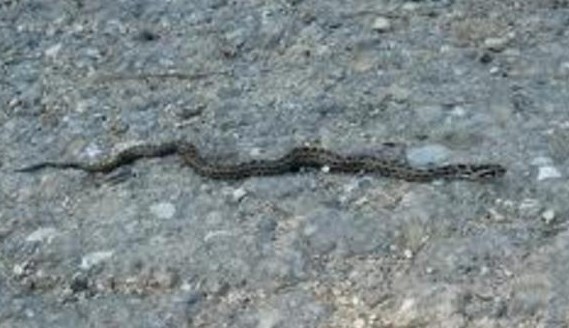 Безпрецедентно опасен инцидент стресна медиците и жителите на блок в