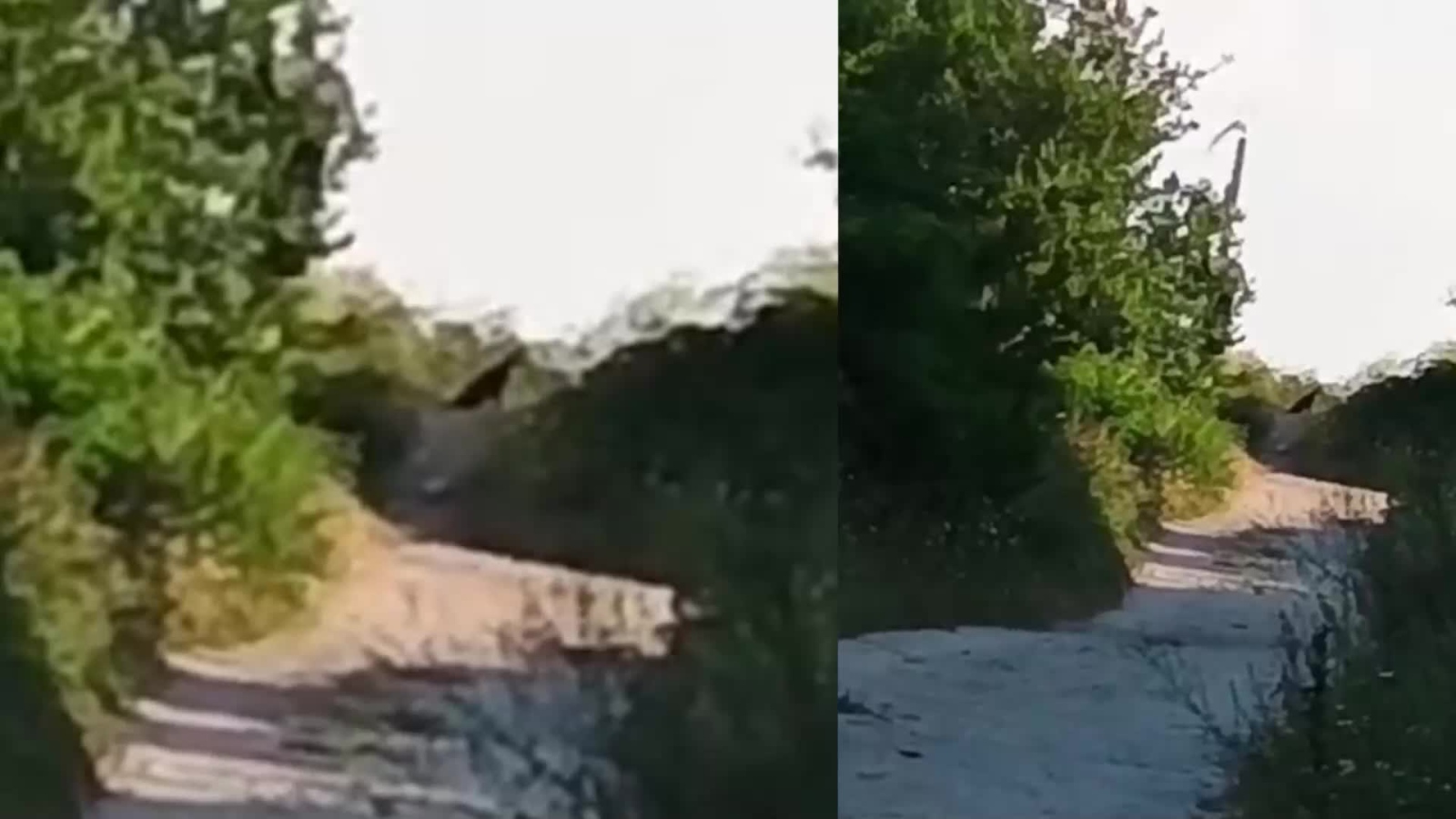 Продължават действията на институциите за издирване на опасния хищник в