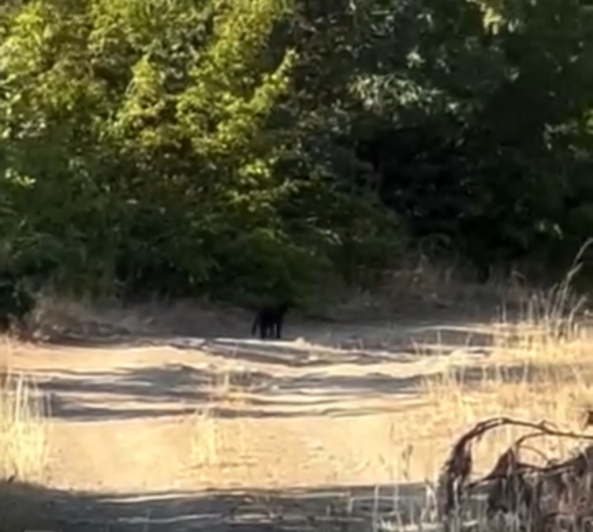 Трима мъже твърдят че са забелязали черната пантера още преди