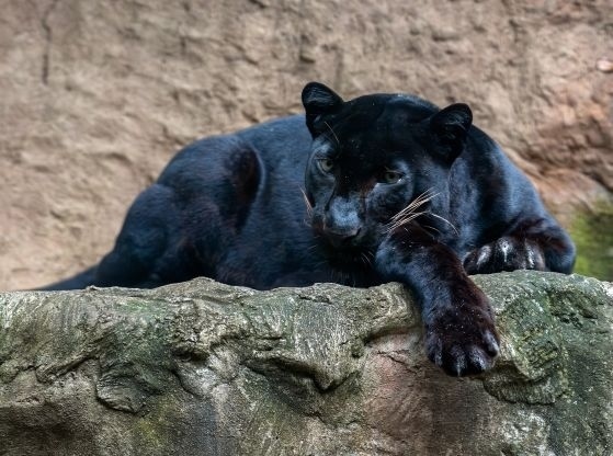 Нов сигнал за появата на черния леопард който вече седмица