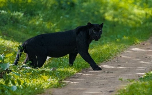 Полицията ще проверява двама братя познати в Шумен с прякора